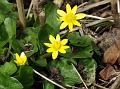 2014-0319-1415_Celandine_15,9C